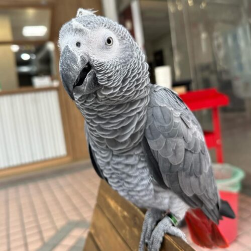 Benny-African-grey Benny-African-grey