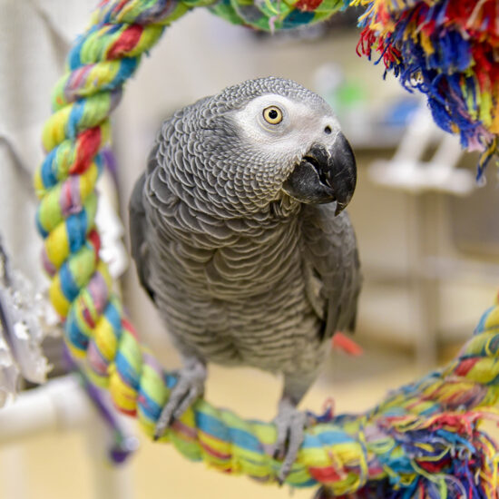 grey-parrot (2) grey-parrot (2)
