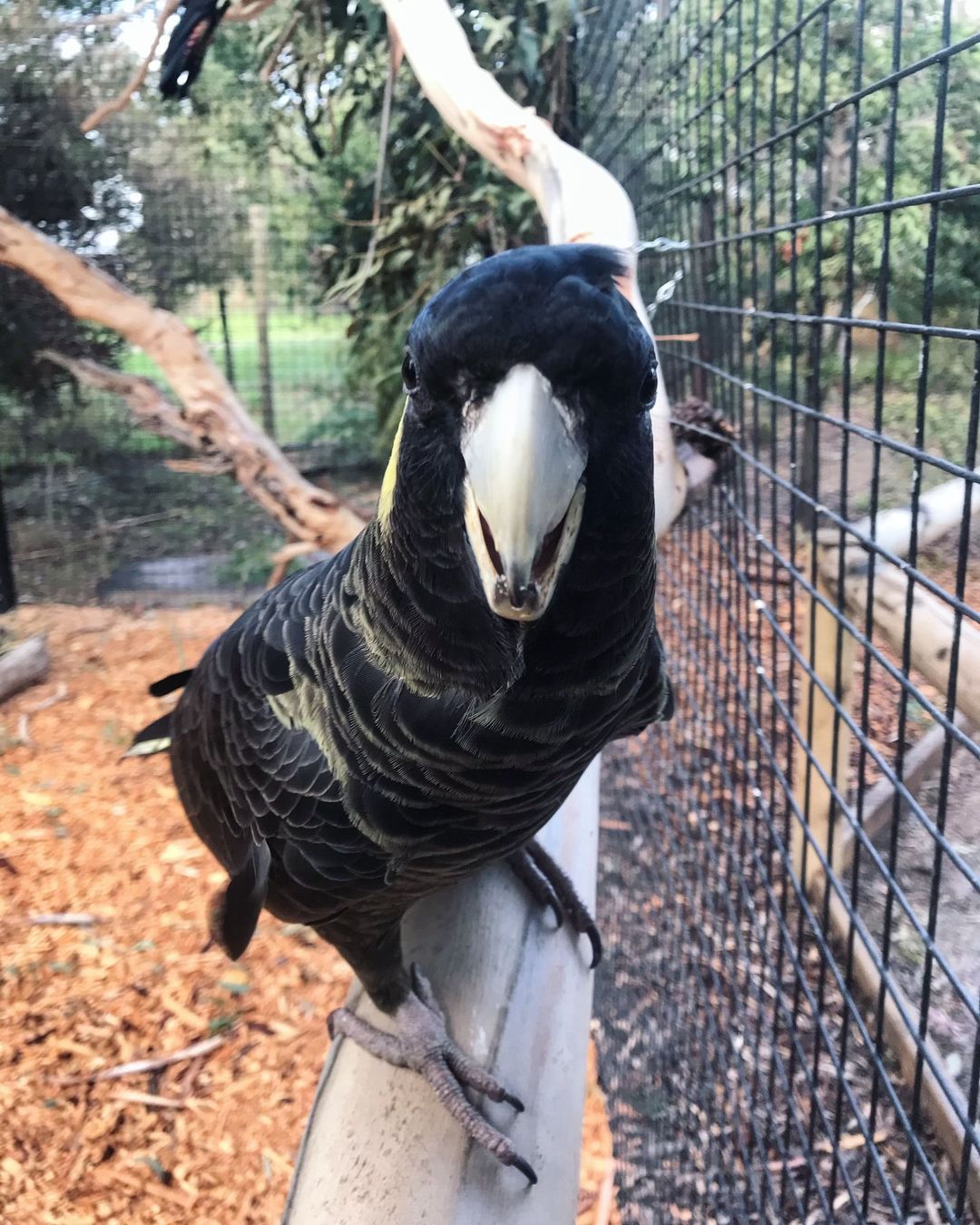 lismjenpByH4o0vAp_V1 Yellow Tail Black Cockatoo Parrot For Sale - Image 1